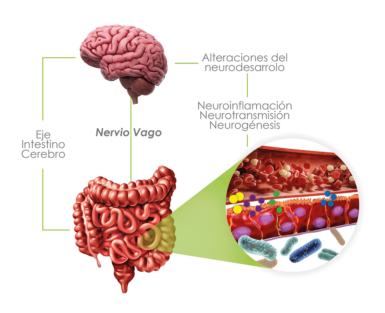 imagen-niurka-alcalino-intestino